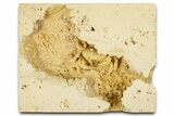 Fossil Crab (Potamon) Preserved in Travertine - Turkey #379401-3